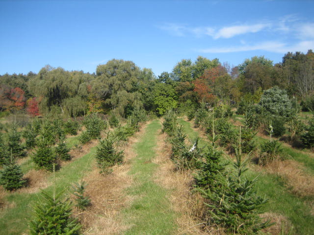 Baiting Brook Tree Farm